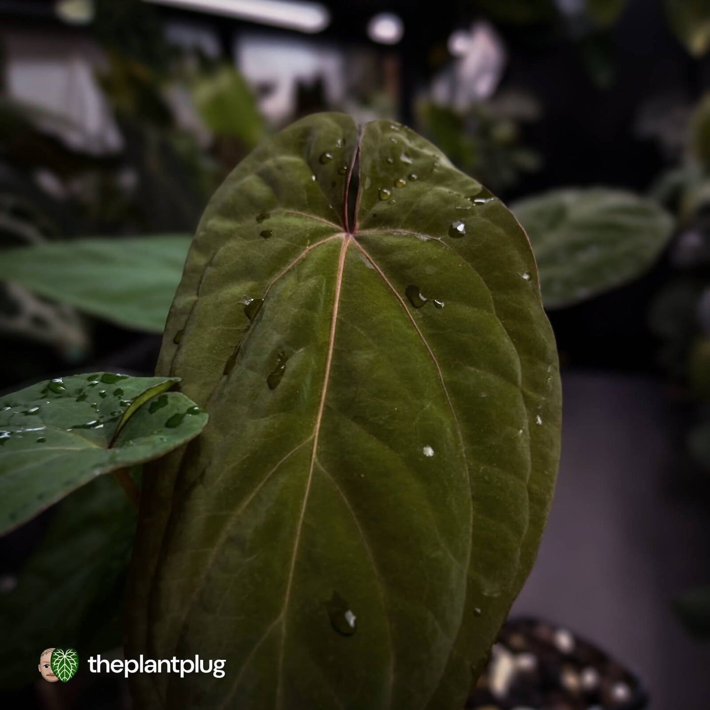 Anthurium 'Speshal' x 'Roman' • select