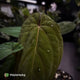 Anthurium 'Speshal' x 'Roman' • select