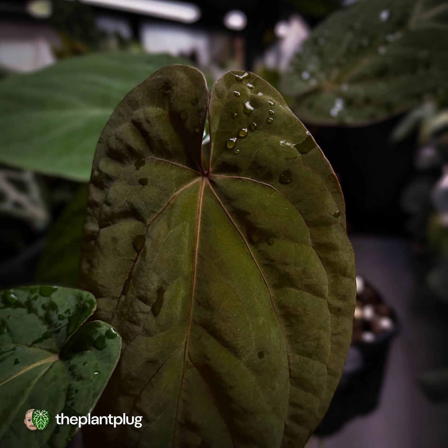 Anthurium 'Speshal' x 'Roman' • select