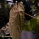 Anthurium 'Speshal' x 'Roman' • select