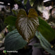 Anthurium kunayalense 'TPP1' x antolakii ('Round' x 'RA1')