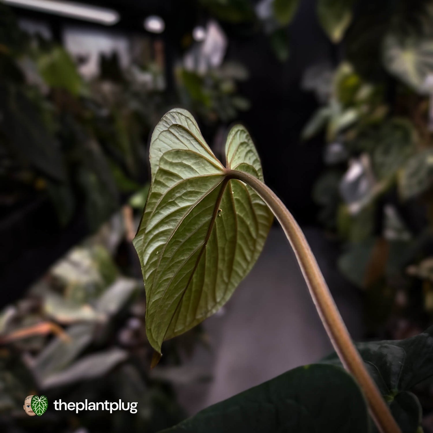 Anthurium kunayalense 'TPP1' x antolakii ('Round' x 'RA1')