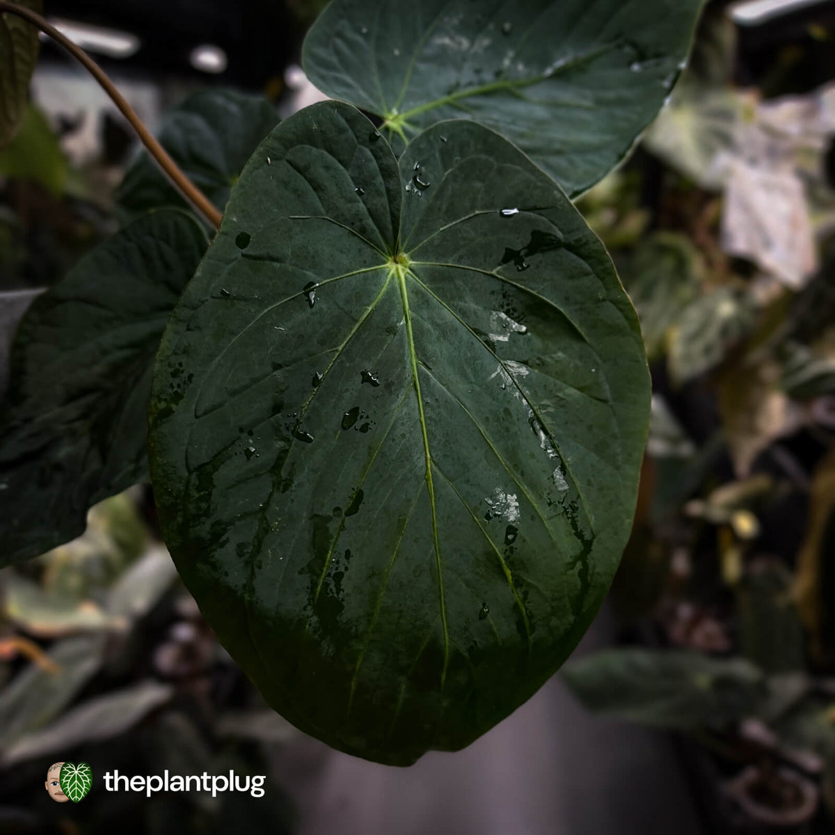 Anthurium kunayalense 'TPP1' x antolakii ('Round' x 'RA1')