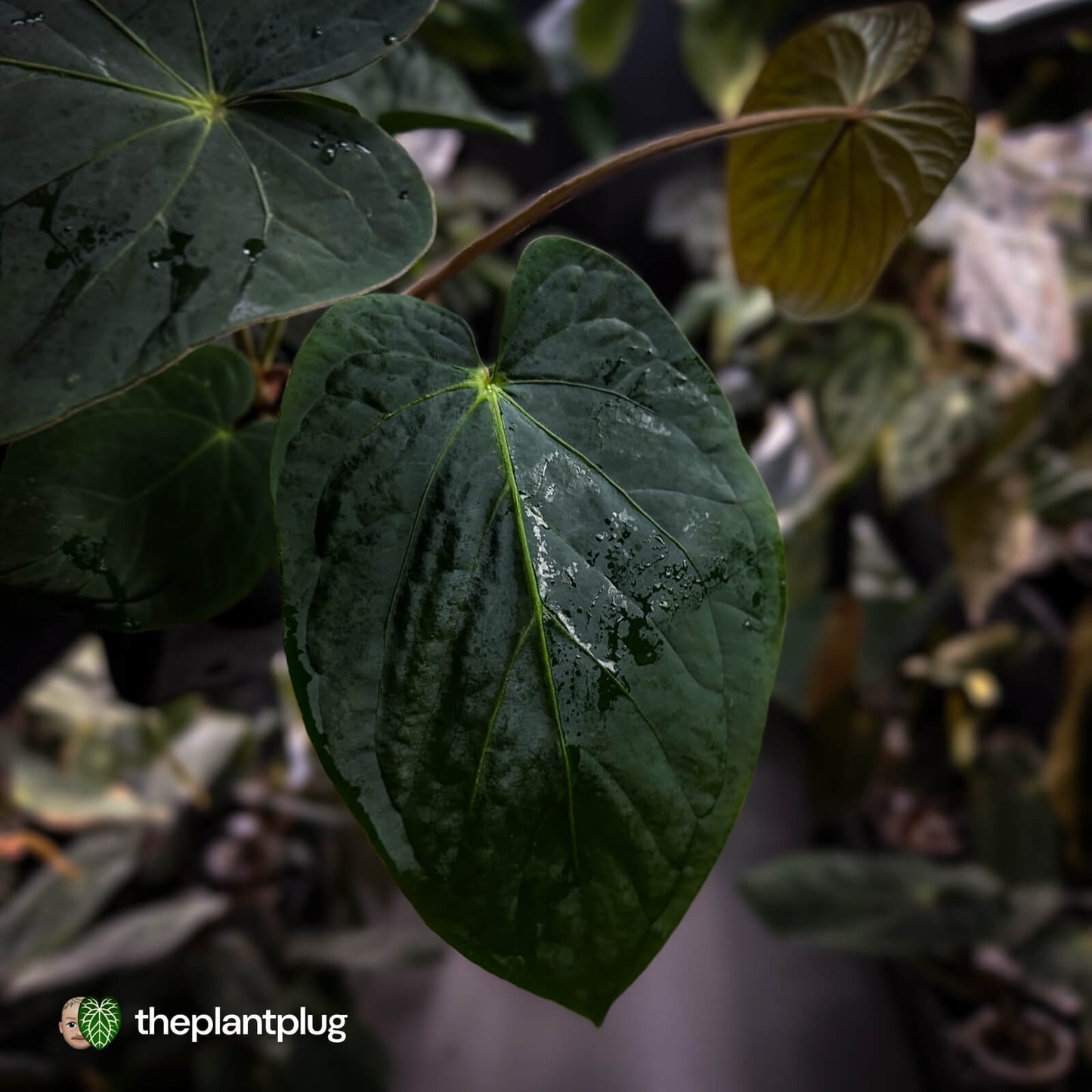Anthurium kunayalense 'TPP1' x antolakii ('Round' x 'RA1')