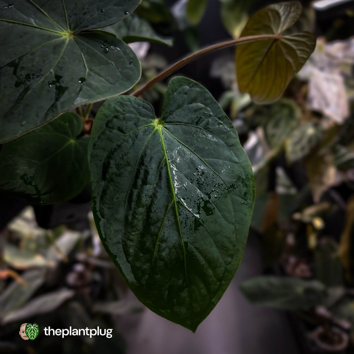 Anthurium kunayalense 'TPP1' x antolakii ('Round' x 'RA1')