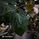 Anthurium kunayalense 'TPP1' x antolakii ('Round' x 'RA1')