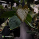Anthurium kunayalense 'TPP1' x antolakii ('Round' x 'RA1')