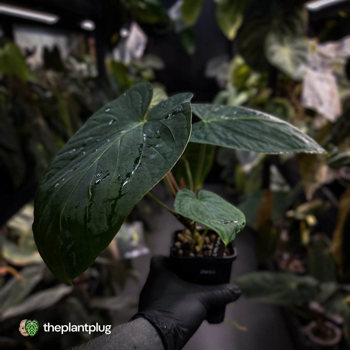 Anthurium kunayalense 'TPP1' x antolakii ('Round' x 'RA1')