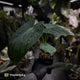 Anthurium kunayalense 'TPP1' x antolakii ('Round' x 'RA1')