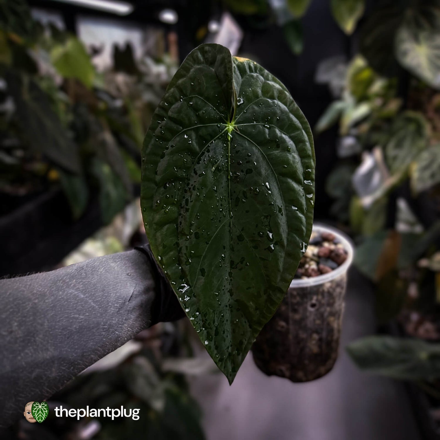 Anthurium papillilaminum x dressleri F1 (ex. JS) • OG clone 🏆