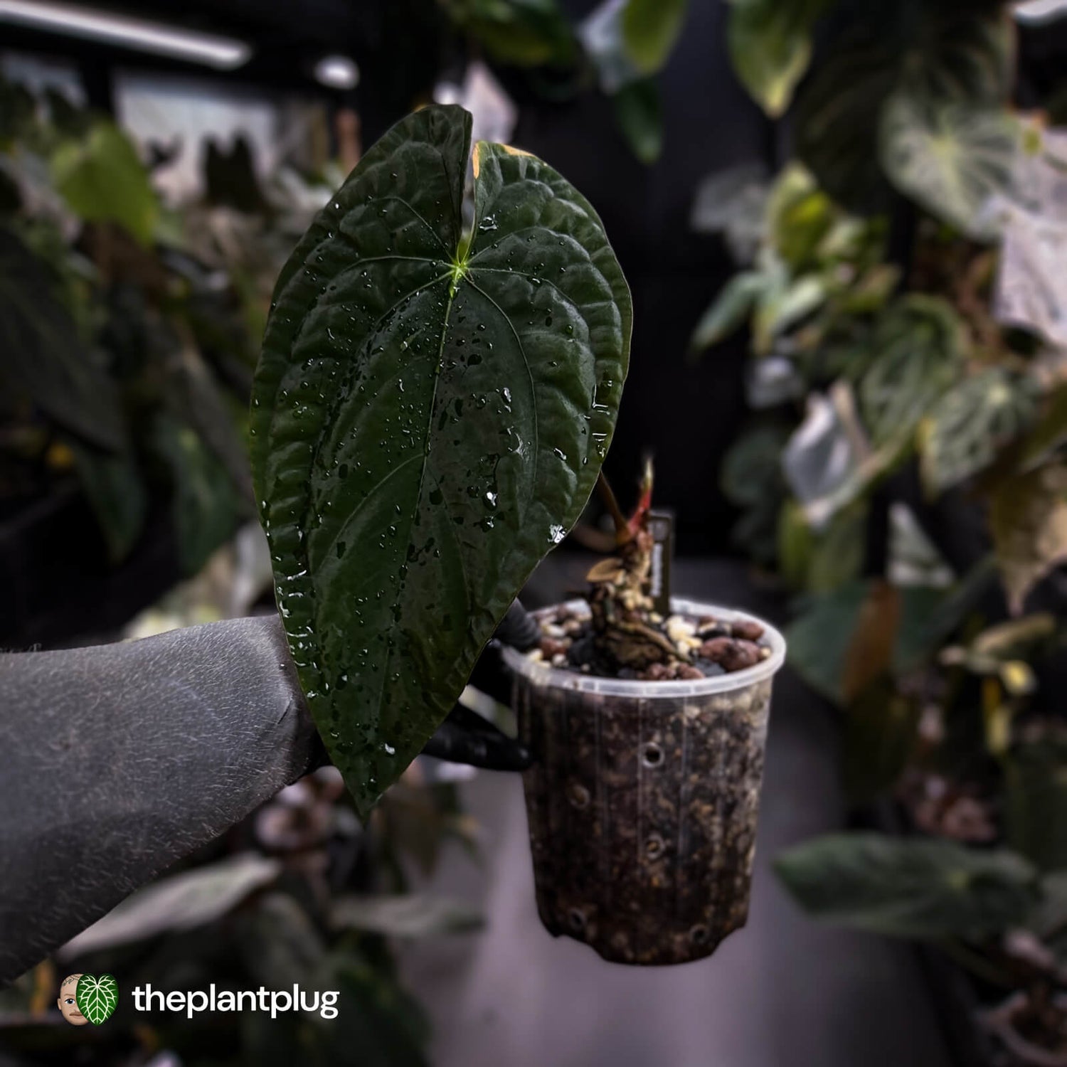 Anthurium papillilaminum x dressleri F1 (ex. JS) • OG clone 🏆