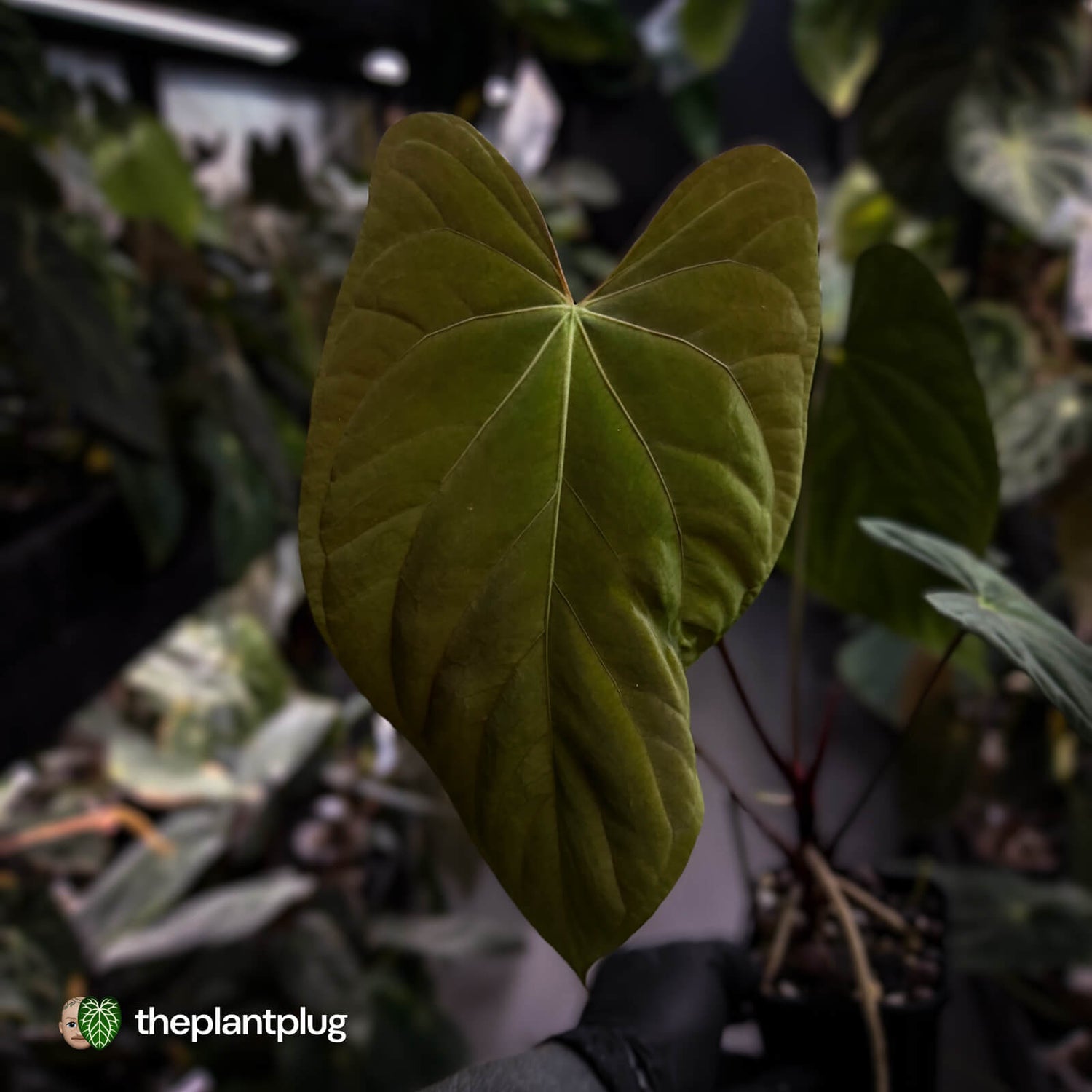 Anthurium papillilaminum 'Red Abaxial' x antolakii ('Round' x 'RA1')