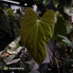 Anthurium papillilaminum 'Red Abaxial' x antolakii ('Round' x 'RA1')