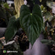 Anthurium papillilaminum 'Red Abaxial' x antolakii ('Round' x 'RA1')