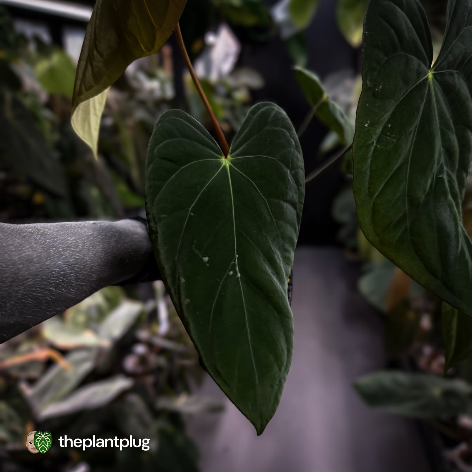Anthurium papillilaminum 'Red Abaxial' x antolakii ('Round' x 'RA1')