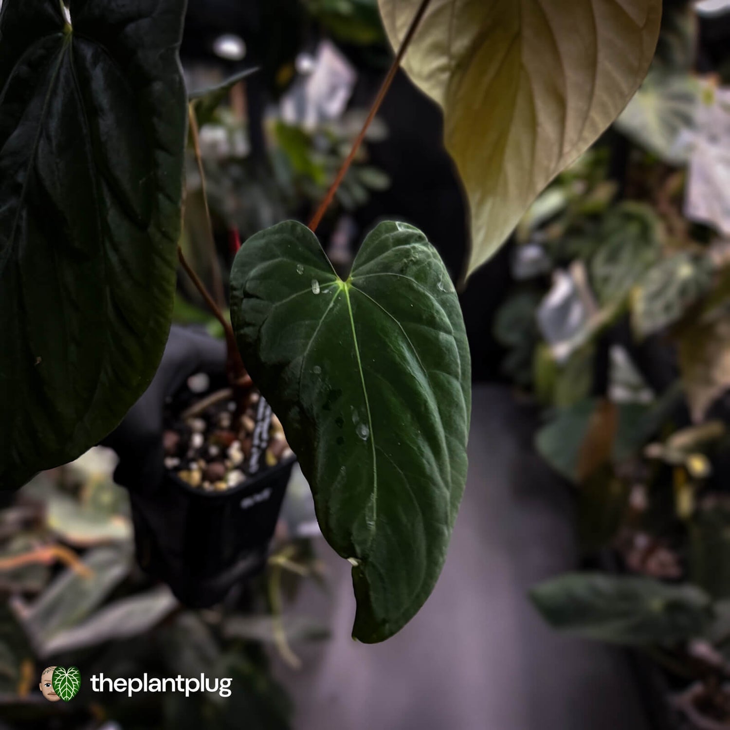 Anthurium papillilaminum 'Red Abaxial' x antolakii ('Round' x 'RA1')
