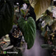 Anthurium papillilaminum 'Red Abaxial' x antolakii ('Round' x 'RA1')