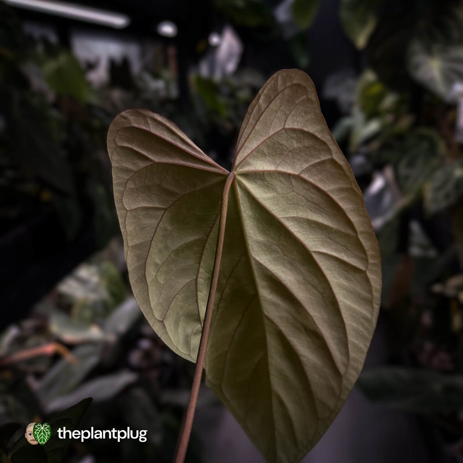 Anthurium papillilaminum 'Red Abaxial' x antolakii ('Round' x 'RA1')