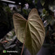 Anthurium papillilaminum 'Red Abaxial' x antolakii ('Round' x 'RA1')