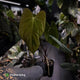 Anthurium papillilaminum 'Red Abaxial' x antolakii ('Round' x 'RA1')