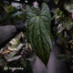 Anthurium papillilaminum x sp. 'Silver Peru' • select holdback