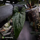 Anthurium papillilaminum x sp. 'Silver Peru' • select holdback