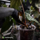 Anthurium papillilaminum x sp. 'Silver Peru' • select holdback