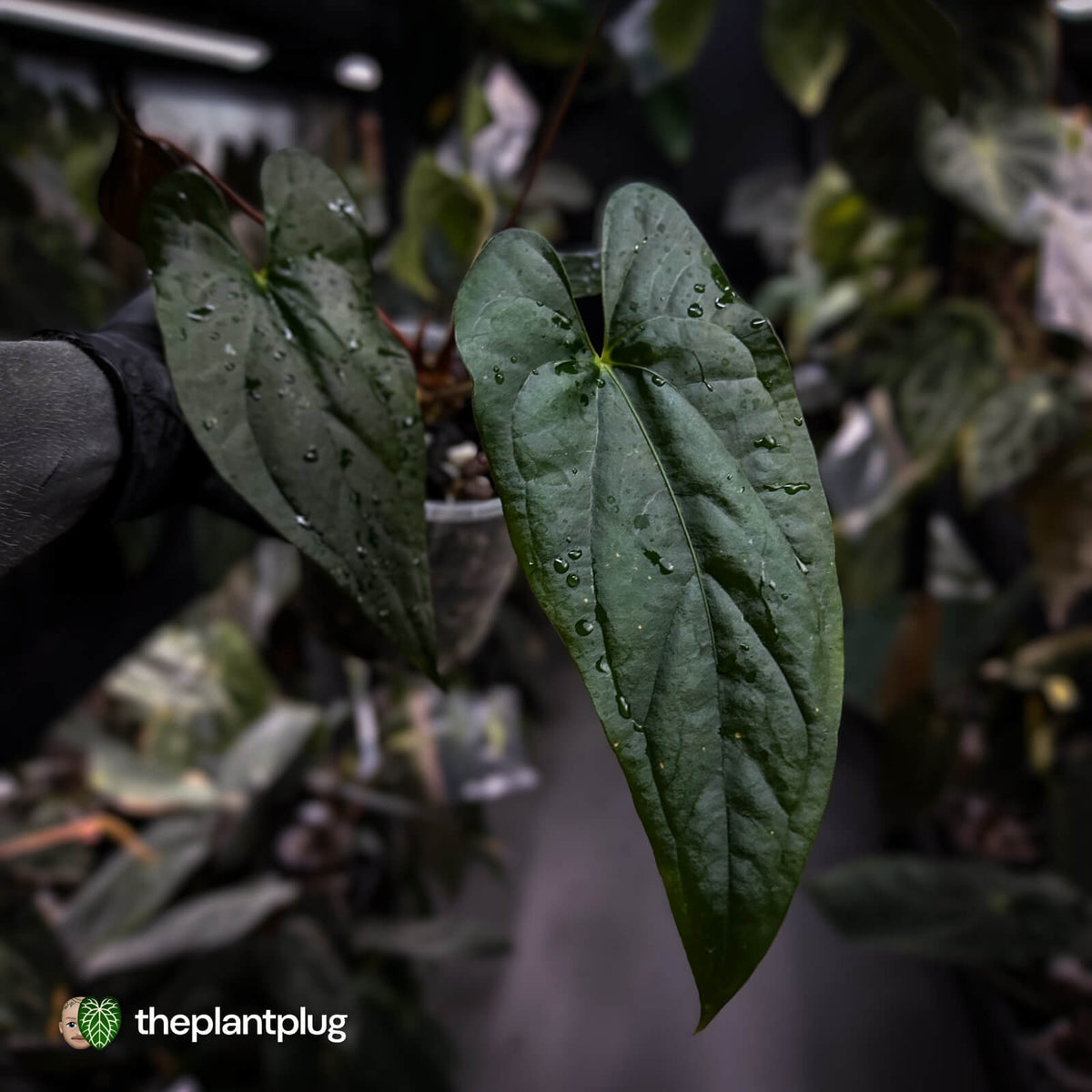 Anthurium papillilaminum x sp. 'Silver Peru' • select holdback