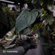 Anthurium papillilaminum x sp. 'Silver Peru' • select holdback