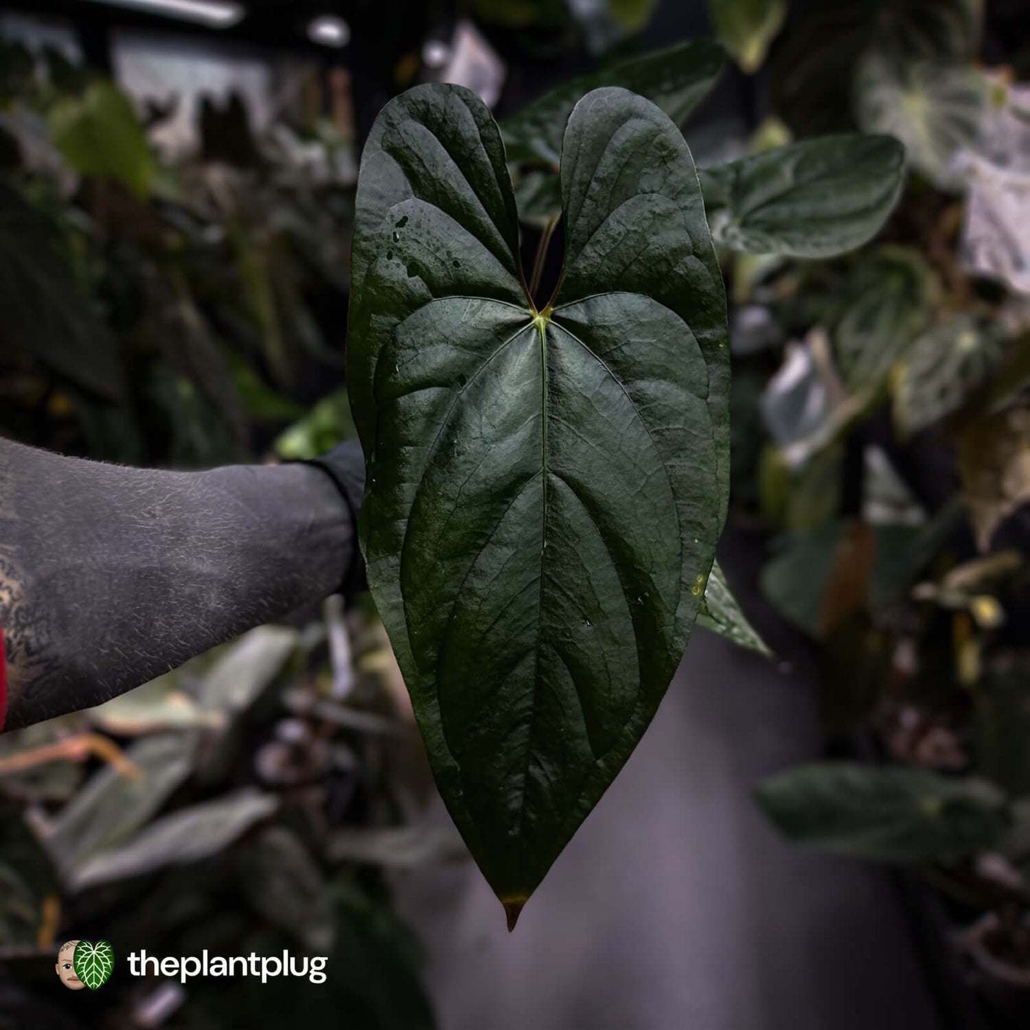 Anthurium papillilaminum x sp. 'Silver Peru' • select holdback