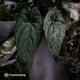 Anthurium papillilaminum x sp. 'Silver Peru' • select holdback