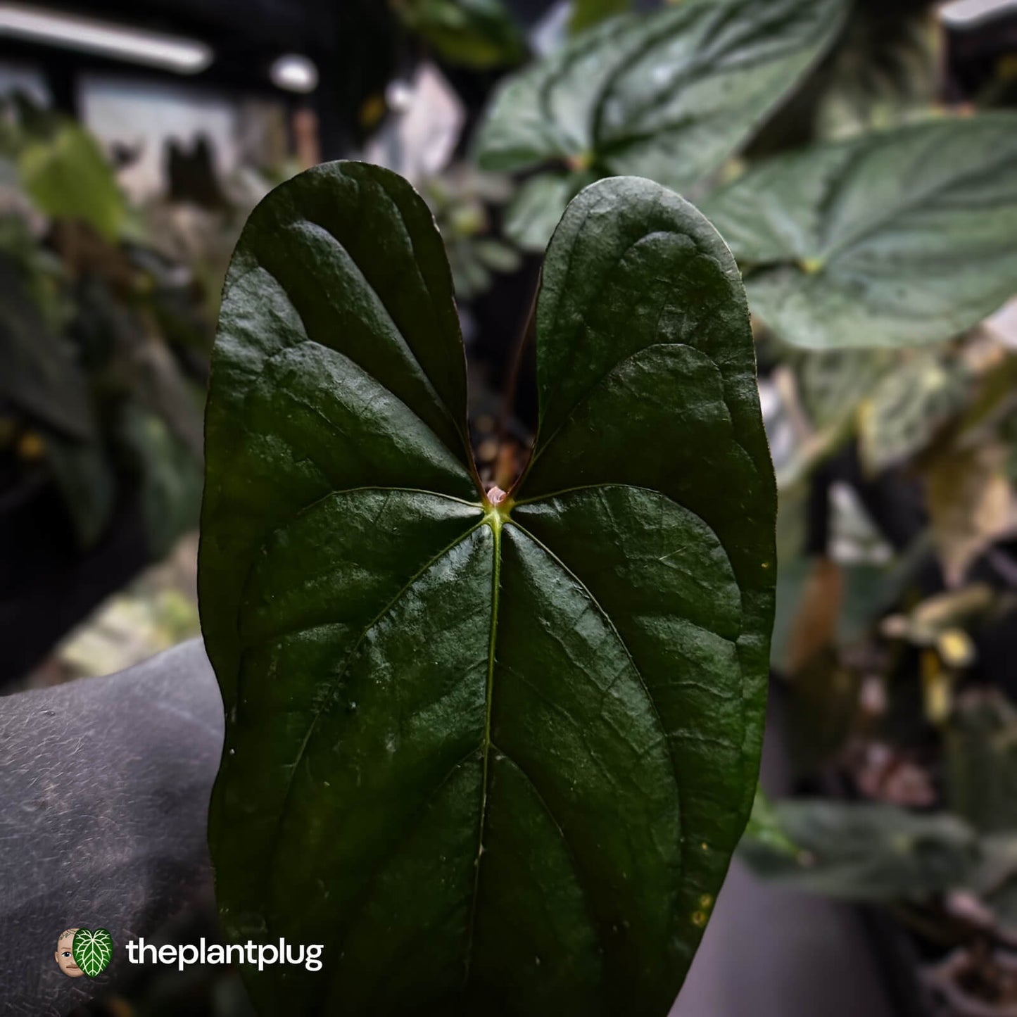 Anthurium papillilaminum x sp. 'Silver Peru' • select holdback