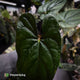 Anthurium papillilaminum x sp. 'Silver Peru' • select holdback