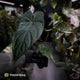 Anthurium papillilaminum x sp. 'Silver Peru' • select holdback