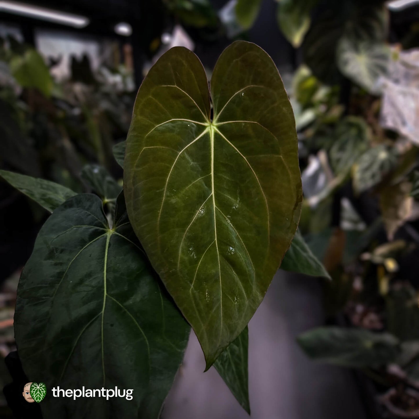 Anthurium carlablackiae x (papillilaminum x dressleri)