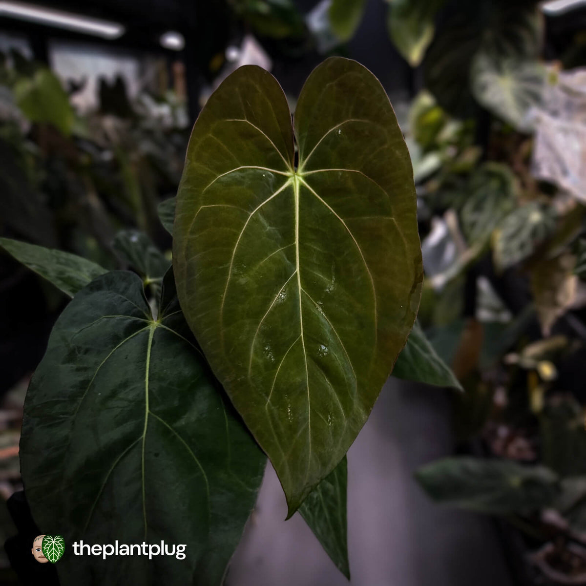 Anthurium carlablackiae x (papillilaminum x dressleri)