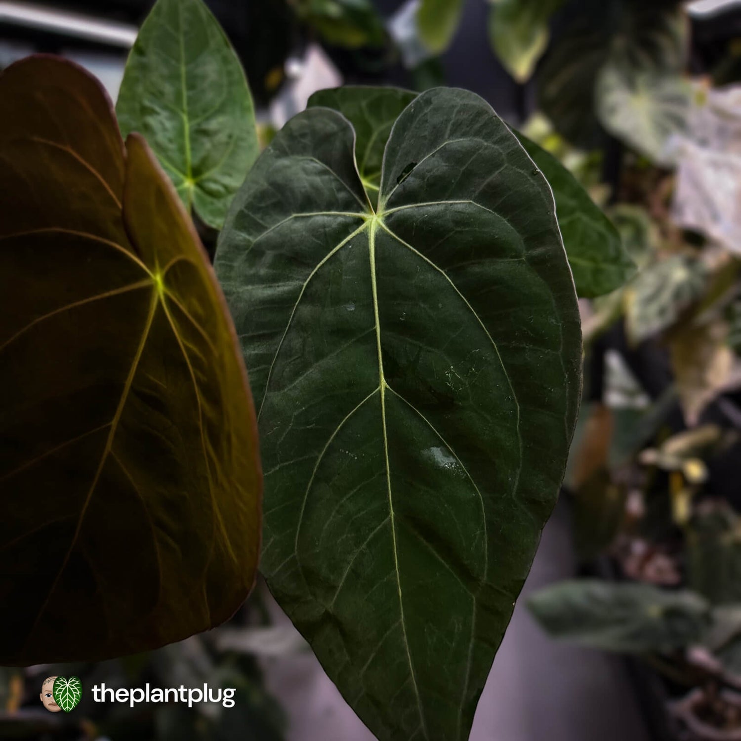 Anthurium carlablackiae x (papillilaminum x dressleri)