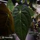 Anthurium carlablackiae x (papillilaminum x dressleri)