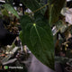Anthurium carlablackiae x (papillilaminum x dressleri)