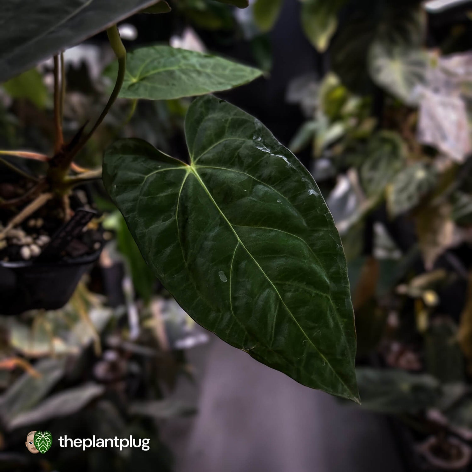 Anthurium carlablackiae x (papillilaminum x dressleri)
