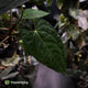 Anthurium carlablackiae x (papillilaminum x dressleri)