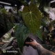 Anthurium carlablackiae x (papillilaminum x dressleri)