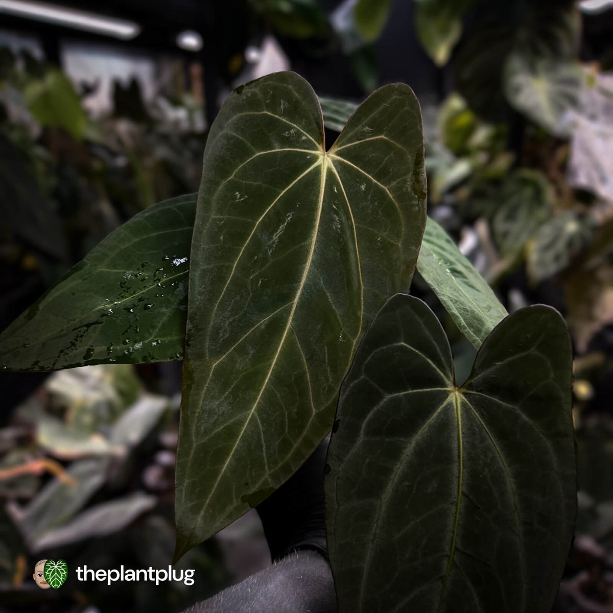 Anthurium carlablackiae x (papillilaminum x dressleri)