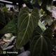 Anthurium carlablackiae x (papillilaminum x dressleri)