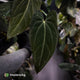 Anthurium carlablackiae x (papillilaminum x dressleri)