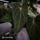 Anthurium carlablackiae x (papillilaminum x dressleri)