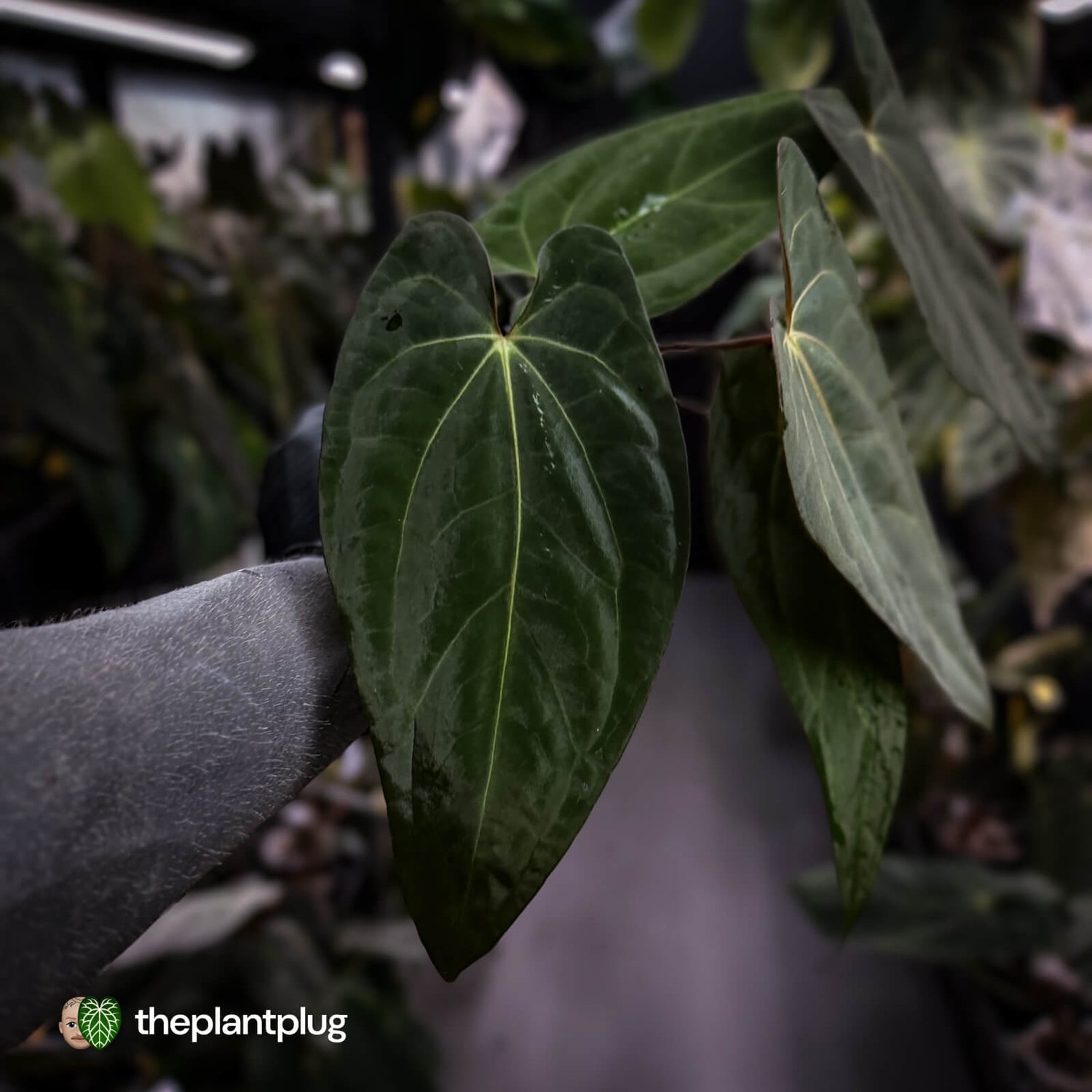 Anthurium carlablackiae x (papillilaminum x dressleri)