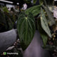 Anthurium carlablackiae x (papillilaminum x dressleri)