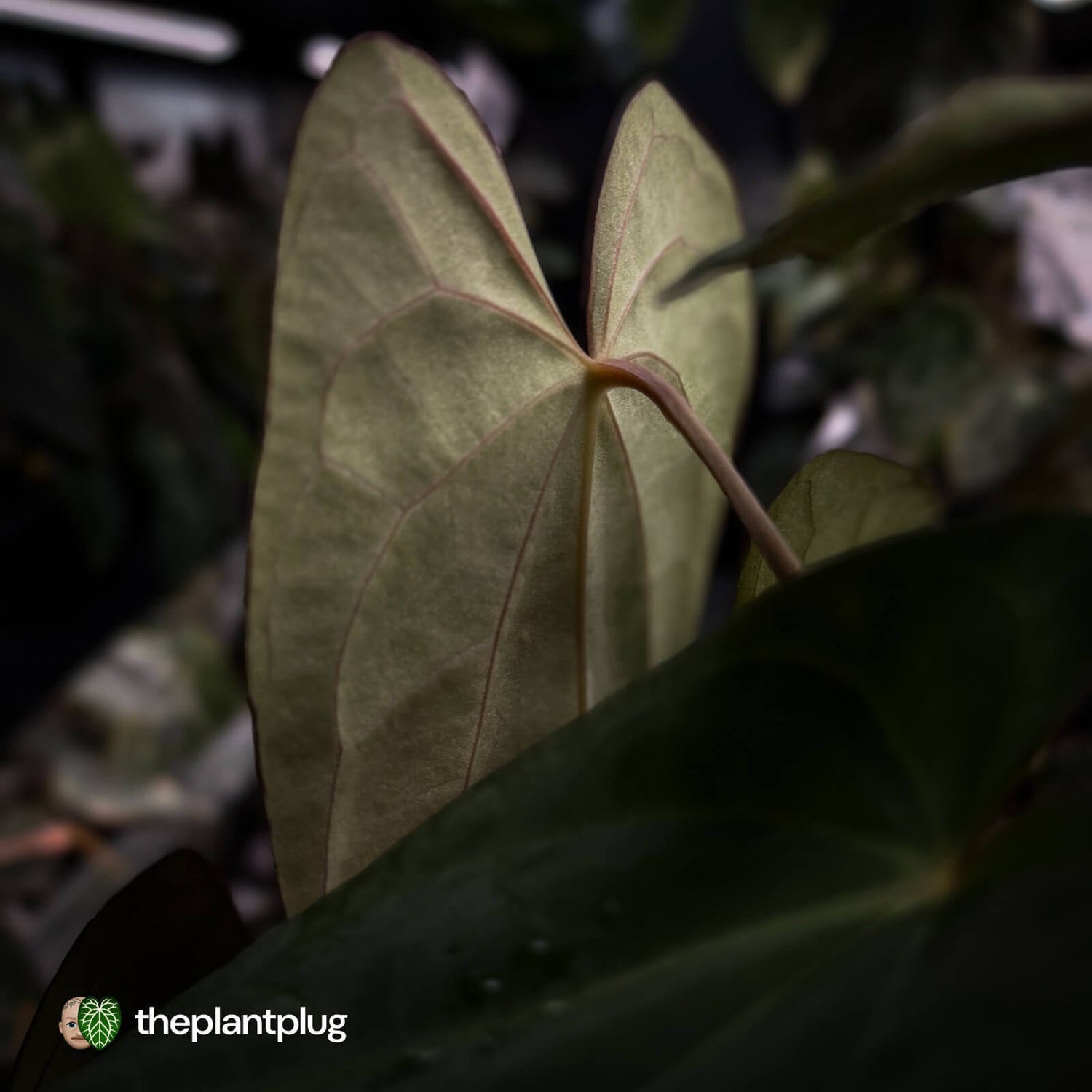 Anthurium carlablackiae x (papillilaminum x dressleri)