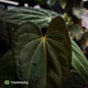 Anthurium carlablackiae x (papillilaminum x dressleri)